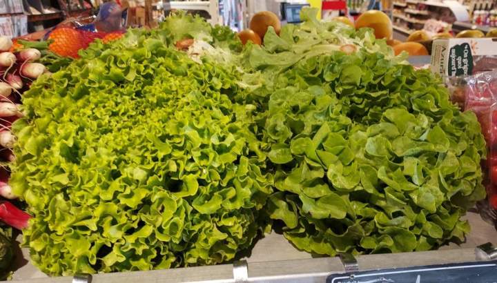 Laitues Sauzé-Vaussais